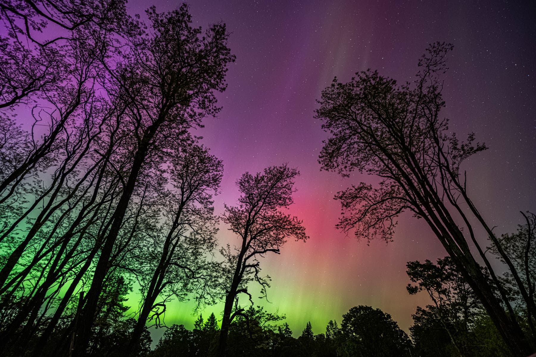Borealis, a photograph by Daniel Pace